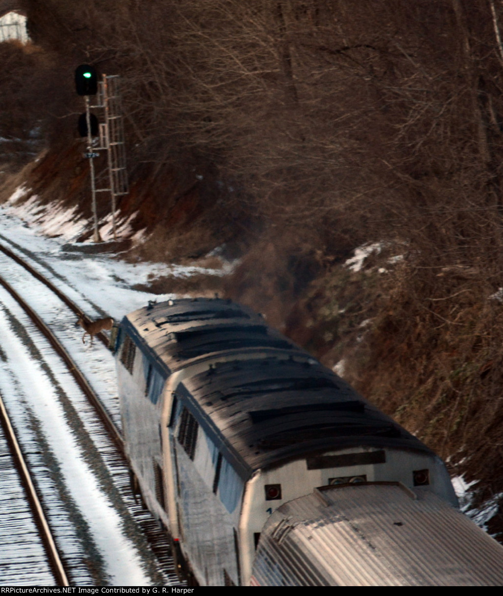 A Bambi almost gets nailed by Amtrak #20(21) as it accelerates away from Lynchburg.